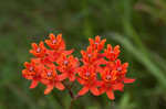 Fewflowered milkweed